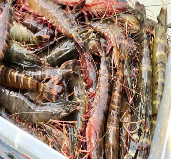 TÔM SÚ QUẢNG CANH ĐÔNG LẠNH
